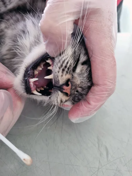 Gato Está Siendo Examinado Por Veterinario Una Clínica Veterinaria Tomando —  Fotos de Stock