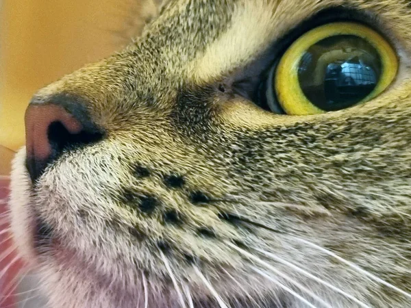 Gato Tabby Con Ojos Amarillos Cerca Retrato — Foto de Stock