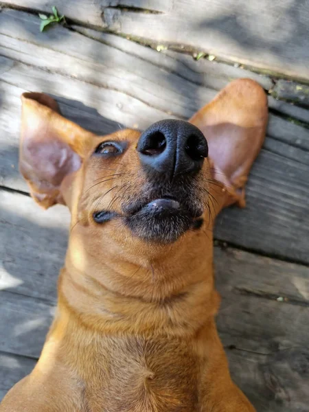 Χαρούμενο Dachshund Ξεκουράζεται Στην Πλάτη Του Ένα Ξύλινο Πάτωμα — Φωτογραφία Αρχείου