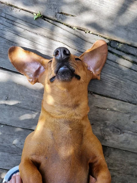 Feliz Dachshund Descansar Costas Piso Madeira — Fotografia de Stock