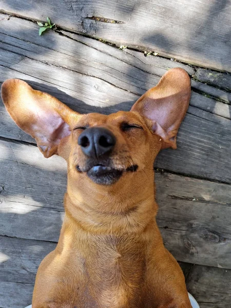 happy dachshund  rest on its back on a wooden floor