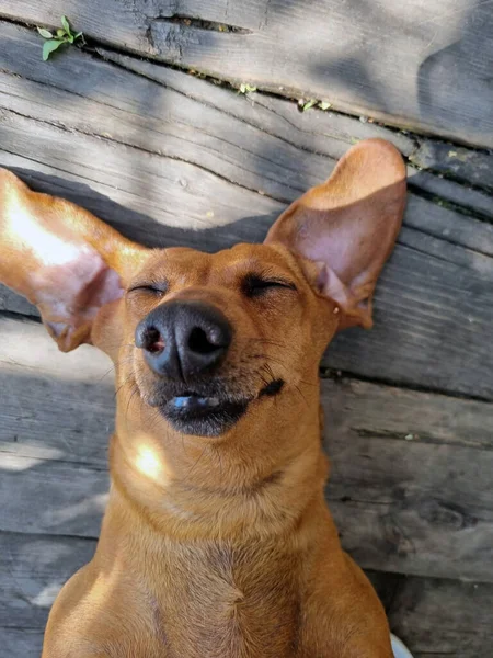 Feliz Dachshund Descansar Costas Piso Madeira — Fotografia de Stock