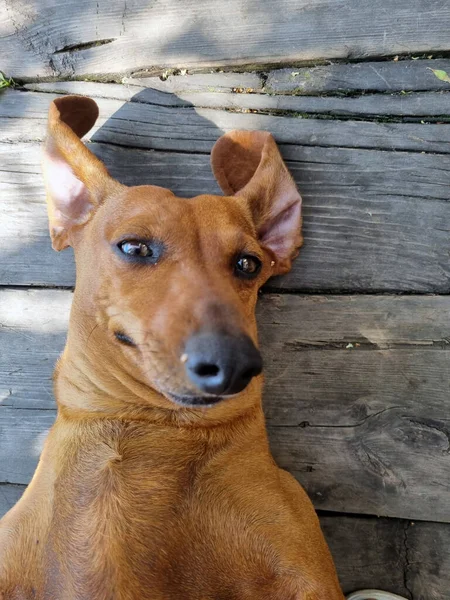 Happy Dachshund Rust Zijn Rug Een Houten Vloer — Stockfoto