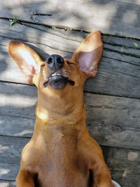 Feliz Dachshund Descansar Costas Piso Madeira — Fotografia de Stock