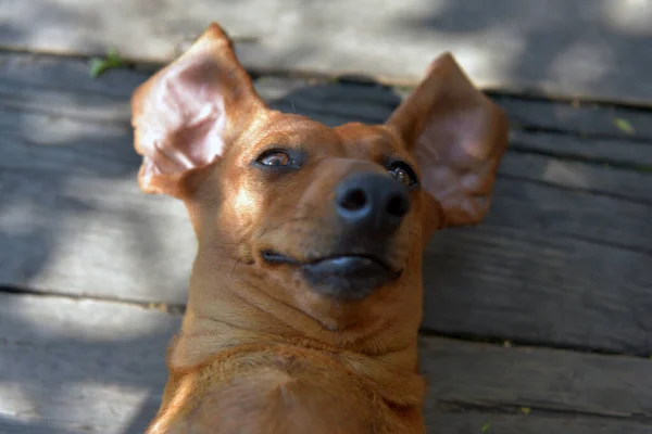 Feliz Dachshund Descansar Costas Piso Madeira — Fotografia de Stock