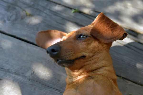 Happy Dachshund Rust Zijn Rug Een Houten Vloer — Stockfoto