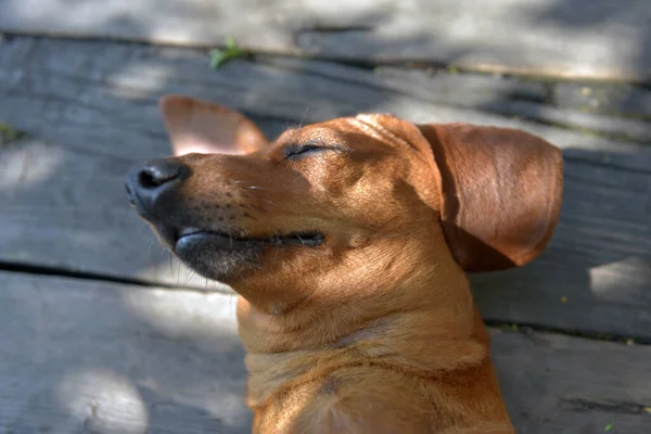 Happy Dachshund Rest Its Back Wooden Floor — Stock Photo, Image