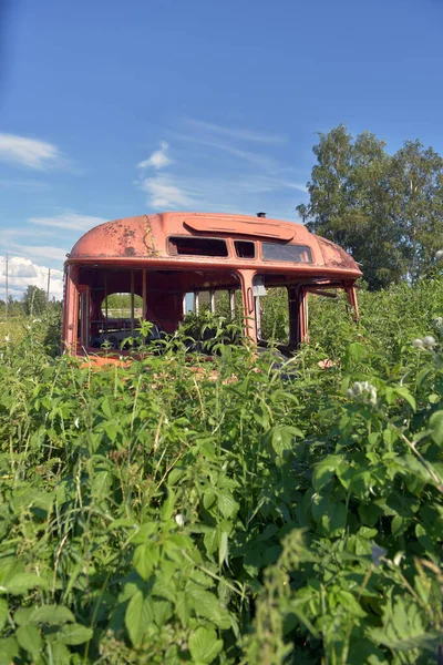 Old Bus Collapsed Tall Grass Summer — Stock Photo, Image