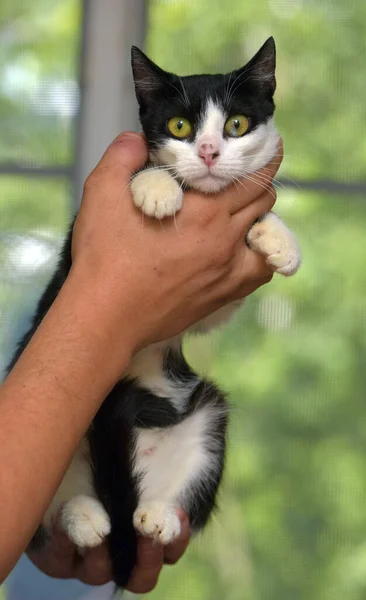 Cute Big Eyes Black White Cat Hands — стоковое фото