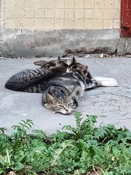 野良猫が歩道の上の子猫と横になっていて — ストック写真