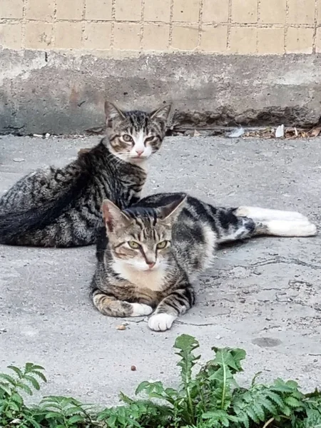 Gatto Randagio Giace Con Gattini Strada Sul Marciapiede — Foto Stock