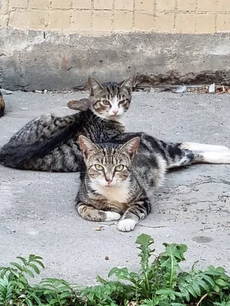 Herrelös Katt Ligger Med Kattungar Gatan Trottoaren — Stockfoto