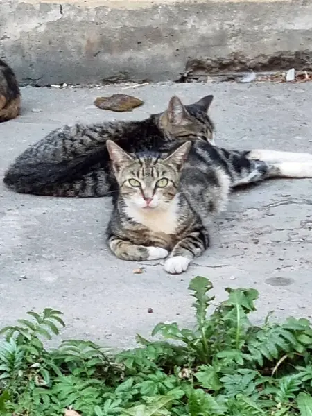 野良猫が歩道の上の子猫と横になっていて — ストック写真