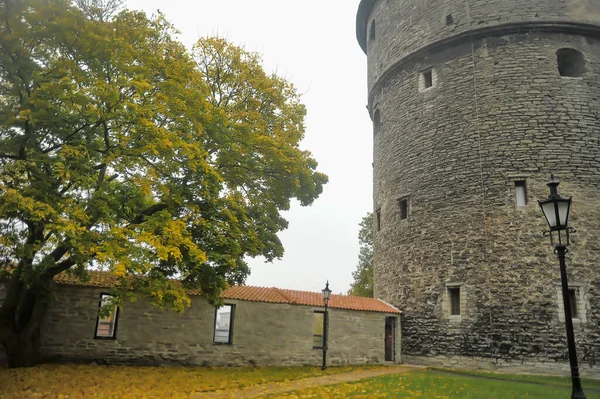 Estonia Tallinn 2016 Жирная Маргарита Башня Таллиннской Городской Стены Расположенная — стоковое фото