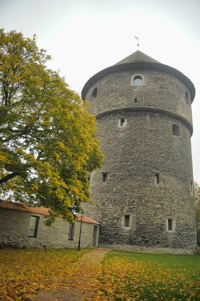 Estonia Tallinn 2016 Жирная Маргарита Башня Таллиннской Городской Стены Расположенная — стоковое фото