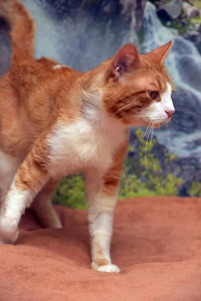 แดงก ขาว สวยงามแมวบ านขนาดใหญ — ภาพถ่ายสต็อก