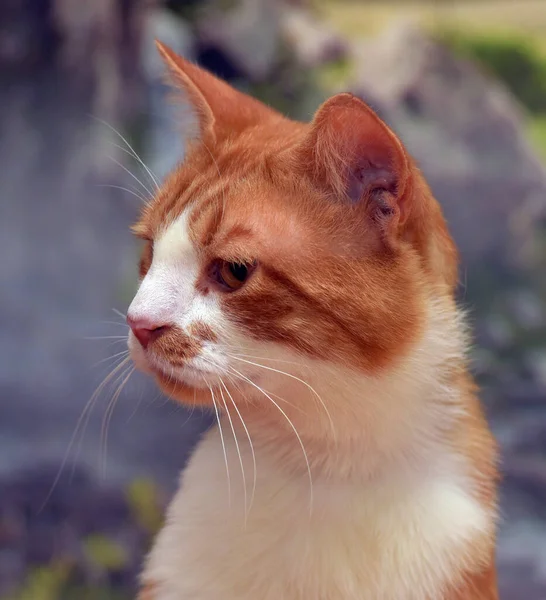 赤と白の美しい大型国内猫 — ストック写真