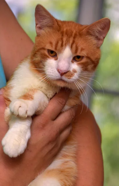 Rojo Con Blanco Hermoso Grande Gato Doméstico — Foto de Stock