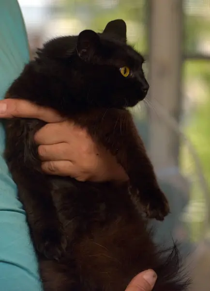 緑の目をした黒いふわふわの猫が — ストック写真