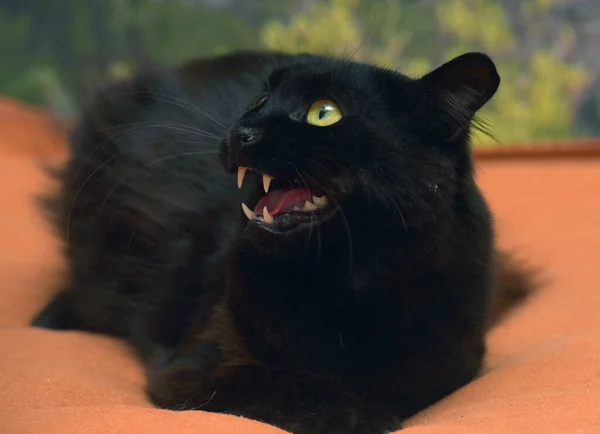 Zwart Pluizige Kat Met Groene Ogen Hoektanden — Stockfoto