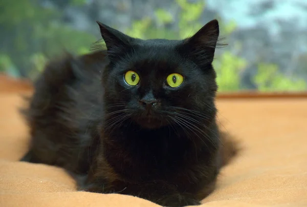 Negro Esponjoso Gato Con Verde Ojos Cerca — Foto de Stock