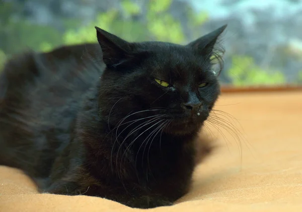 Černá Nadýchaná Kočka Zelenýma Očima Zblízka — Stock fotografie