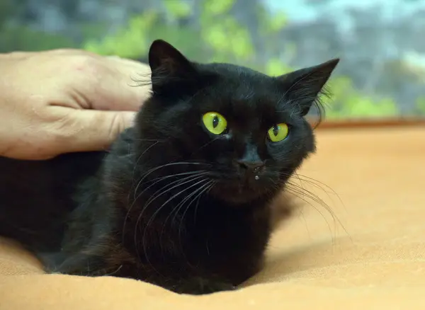 Schwarze Flauschige Katze Mit Grünen Augen Aus Nächster Nähe — Stockfoto