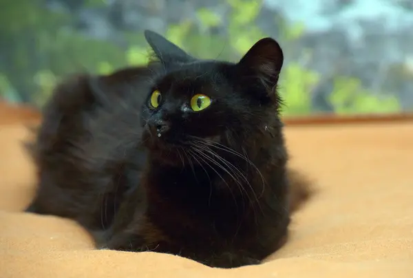 Черная Пушистая Кошка Зелеными Глазами Крупным Планом — стоковое фото
