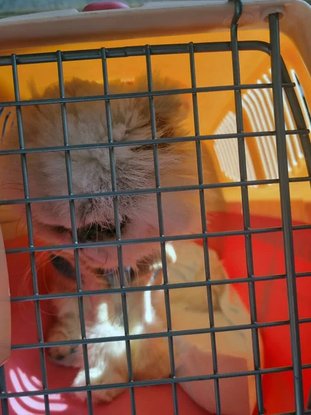 Cat Sits Pet Carrier Close Photo — Stock Photo, Image