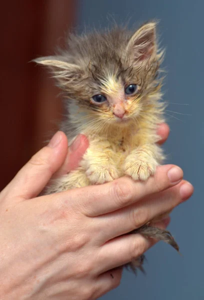 Little Dirty Sick Kitten Animal Shelter Hands — Stock Photo, Image