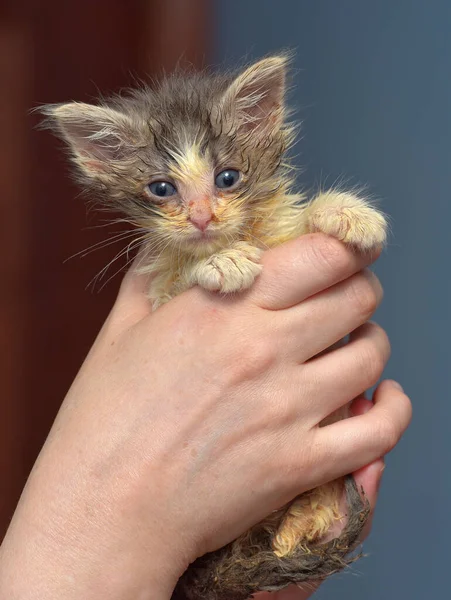 Little Dirty Sick Kitten Animal Shelter Hands — Stock Photo, Image