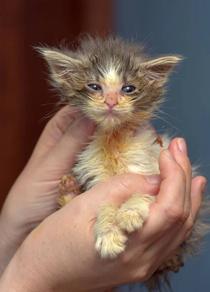 Hayvan Barınağındaki Küçük Hasta Kedi Yavrusu Ellerinde — Stok fotoğraf