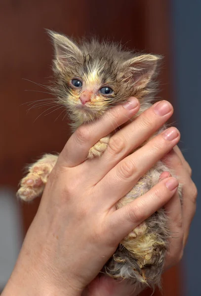 Malé Špinavé Nemocné Kotě Zvířecím Útulku Rukou — Stock fotografie