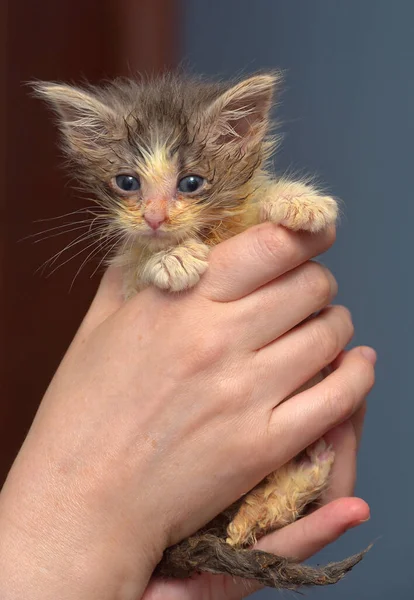 Little Dirty Sick Kitten Animal Shelter Hands — Stock Photo, Image