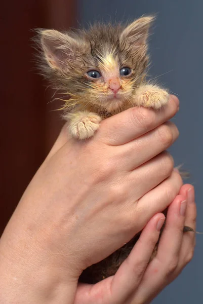 Pequeño Sucio Enfermo Gatito Animal Refugio Las Manos —  Fotos de Stock