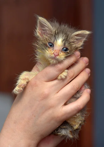 Little Dirty Sick Kitten Animal Shelter Hands — Stock Photo, Image