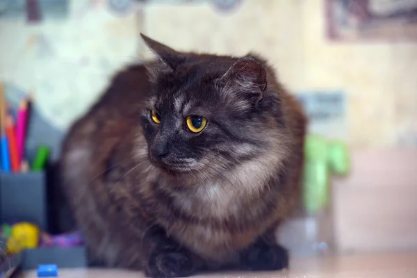 Fumé Avec Chat Moelleux Noir Aux Yeux Jaunes — Photo