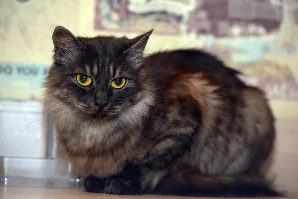 Rauchig Mit Schwarzer Flauschiger Katze Mit Gelben Augen — Stockfoto