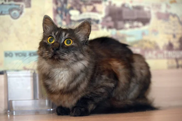 Rauchig Mit Schwarzer Flauschiger Katze Mit Gelben Augen — Stockfoto