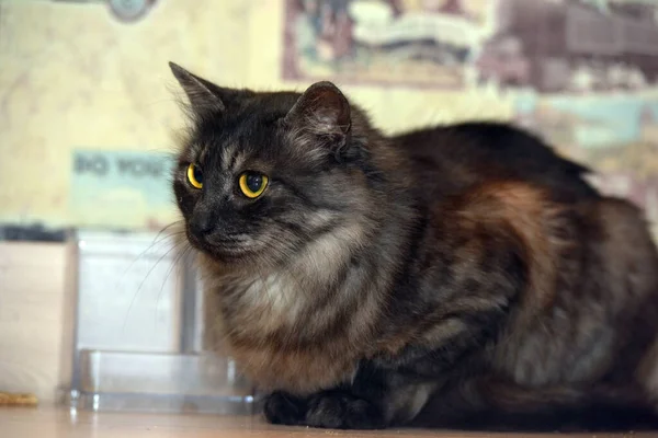 Rokerig Met Zwarte Pluizige Kat Met Gele Ogen — Stockfoto