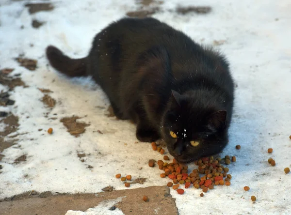 Gato Negro Hambriento Comiendo Nieve Invierno — Foto de Stock