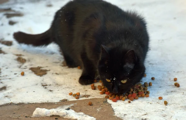 Gato Negro Hambriento Comiendo Nieve Invierno — Foto de Stock