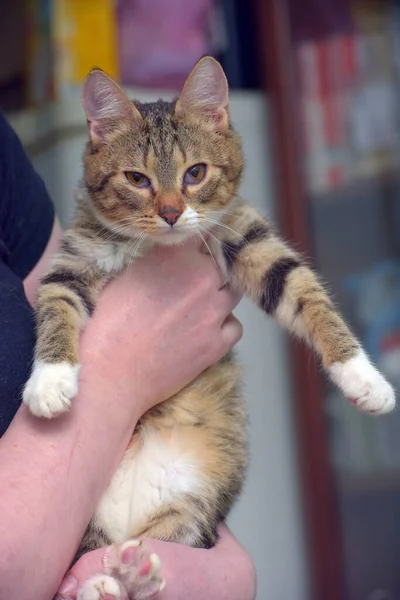 Gestreept Met Witte Jonge Kat Haar Armen — Stockfoto