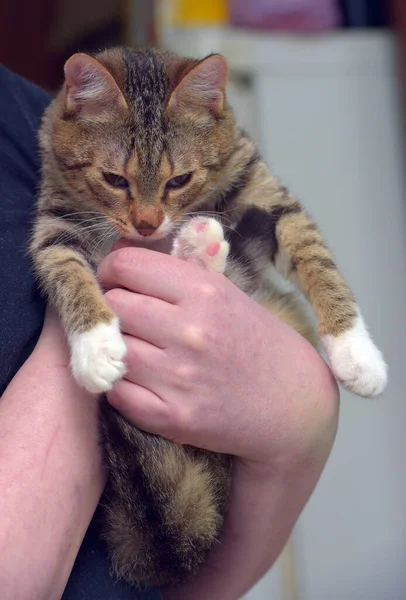 Gestreept Met Witte Jonge Kat Haar Armen — Stockfoto