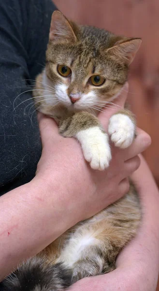 Rayado Con Blanco Joven Gato Brazos — Foto de Stock