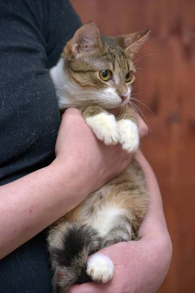 Rayado Con Blanco Joven Gato Brazos — Foto de Stock