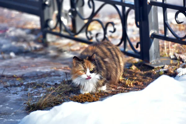 Hungry Stray Tricolor Cat Food — Stock Photo, Image