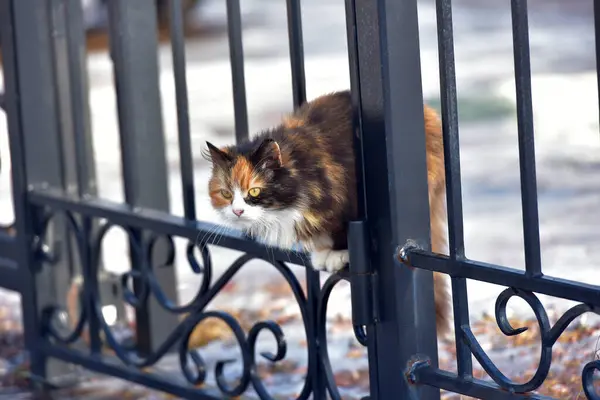 Hungrige Verirrte Tricolor Katze Draußen Neben Dem Futter — Stockfoto