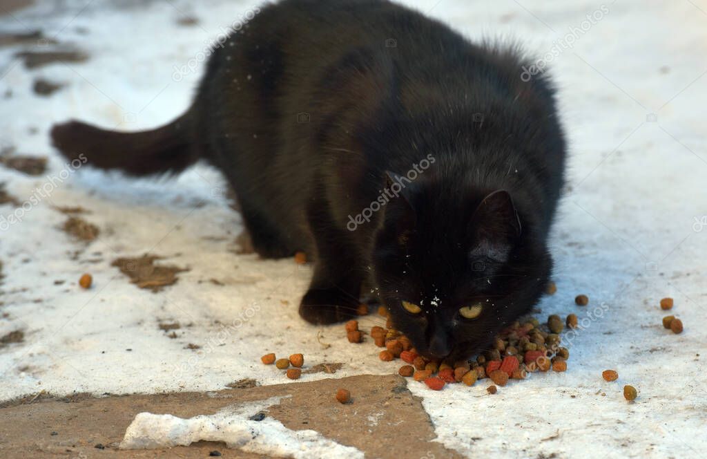 gato negro hambriento comiendo en la nieve en invierno 2023