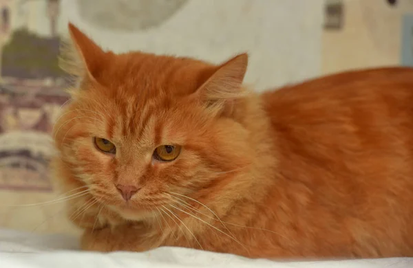 Vermelho Fofo Descontente Doméstico Gato Perto — Fotografia de Stock